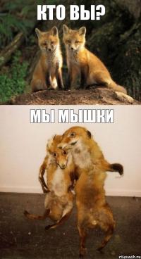 КТО ВЫ? МЫ МЫШКИ