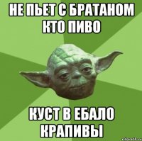 не пьет с братаном кто пиво куст в ебало крапивы