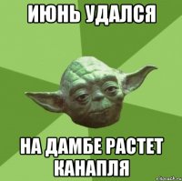 июнь удался на дамбе растет канапля