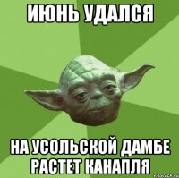 июнь удался на усольской дамбе растет канапля