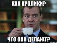 как кролики? что они делают?