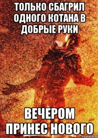 только сбагрил одного котана в добрые руки вечером принес нового