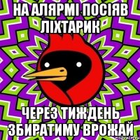 на алярмі посіяв ліхтарик через тиждень збиратиму врожай