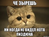 че зырешь ни когда не видел кота пиздюка