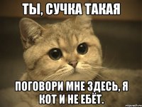 ты, сучка такая поговори мне здесь, я кот и не ебёт.