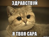 здравствуй я твоя сара