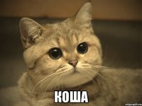  коша