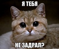 я тебя не задрал?