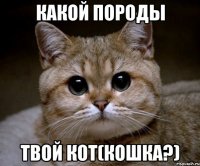 какой породы твой кот(кошка?)