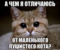 а чем я отличаюсь от маленького пушистого кота?