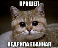 пришел педрила ебанная