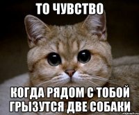 то чувство когда рядом с тобой грызутся две собаки