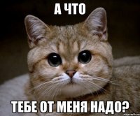 а что тебе от меня надо?