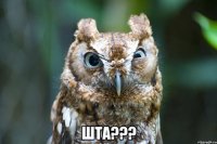  шта???