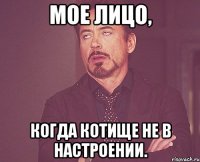 мое лицо, когда котище не в настроении.