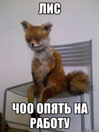 лис чоо опять на работу