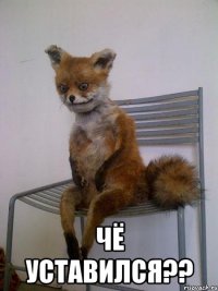  чё уставился??