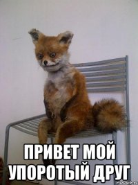  привет мой упоротый друг