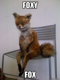foxy fox
