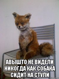  авышто не видели никогда как собака сидит на стули