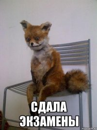  сдала экзамены