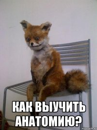  как выучить анатомию?