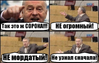 Так это ж СОРОКА!!! НЕ огромный! НЕ мордатый! Не узнал сначала!