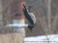 Создать мем фтопку всё сегодня я летучая мыш