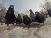 Создать мем голубь