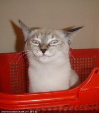 Создать мем Хитрый кошак