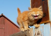Создать мем кот
