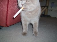 Создать мем Кот