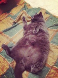 Создать мем КотО