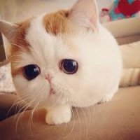 Создать мем Няшный кот