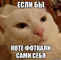 если бы коте фоткали сами себя