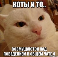 коты и то.. возмущаются над поведением в общем чате ))