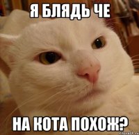 я блядь че на кота похож?