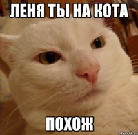 леня ты на кота похож