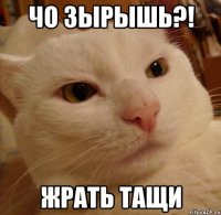 чо зырышь?! жрать тащи