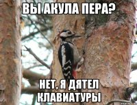 вы акула пера? нет, я дятел клавиатуры