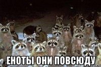  еноты они повсюду
