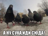  а ну,сука,иди сюда!