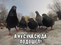  а ну,сука,сюда подошел!