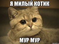 я милый котик мур мур