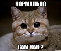 нормально сам как ?