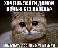 хочешь зайти домой ночью без палева? мяу,блеать..тсс!мяу,мяу..мяумяу!