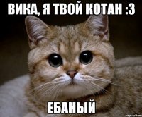 вика, я твой котан :3 ебаный