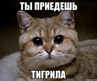 ты приедешь тигрила