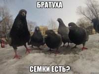 братуха семки есть?