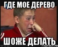 где мое дерево шоже делать